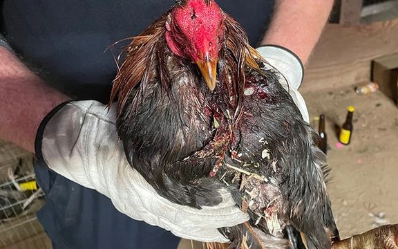 با تلاش ماموران در کالیفرنیا؛مسابقه خروس جنگیها به هم خورد و ۱۴۳ خروس معدوم شدند