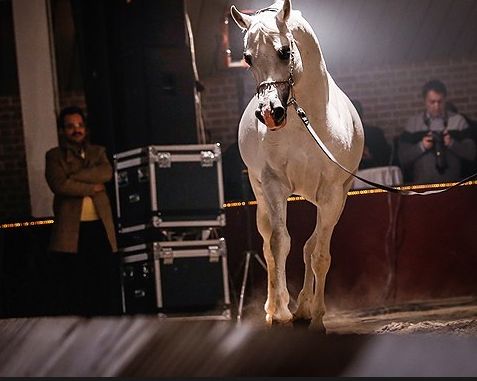 گزارش همشهری؛ تجارت میلیاردی اسپرم اسب در ایران