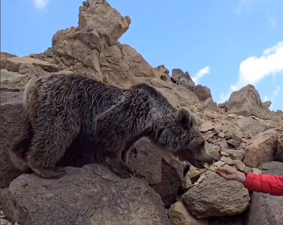 دوستی خاله خرسه کوهنوردان، جان خرس قهوهای سبلان را تهدید میکند