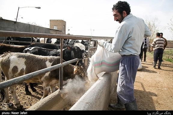 اتحادیه دامداران: دامدارها به دلیل گرانی و کمبود نهاده، نان خشک به دامها میدهند