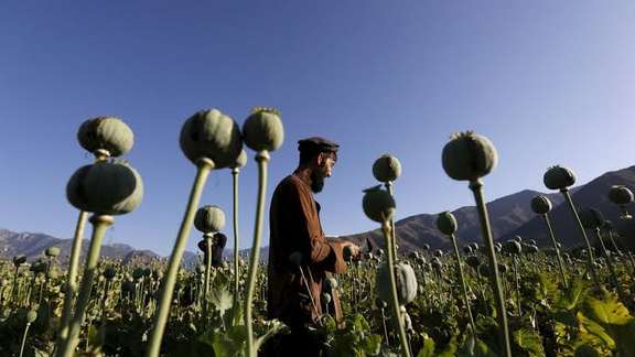 A man in a poppy field in Afghanistan