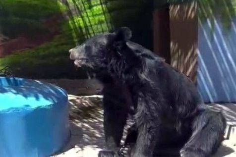 محیط زیست سیستان و بلوچستان: نادیا، خرس سیاه منحصر به فرد بلوچی، در باغ وحش زابل تلف شد