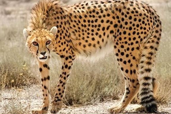 رییس جامعه دامپزشکان ایران: زایمان «ایران»، یوزپلنگ ایرانی، نزدیک است