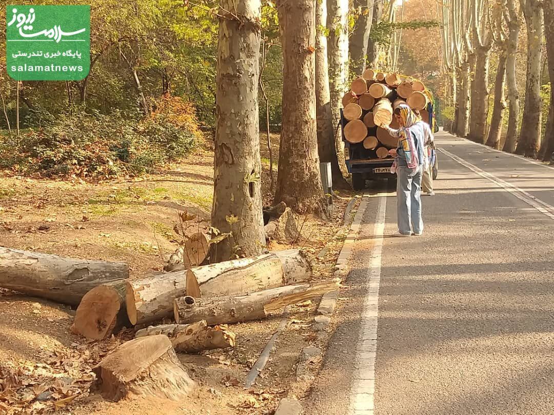 دفاع شورای شهر تهران از قطع درختان سعدآباد: درختی که ممکن است سقوط کند، قطع می‌شود