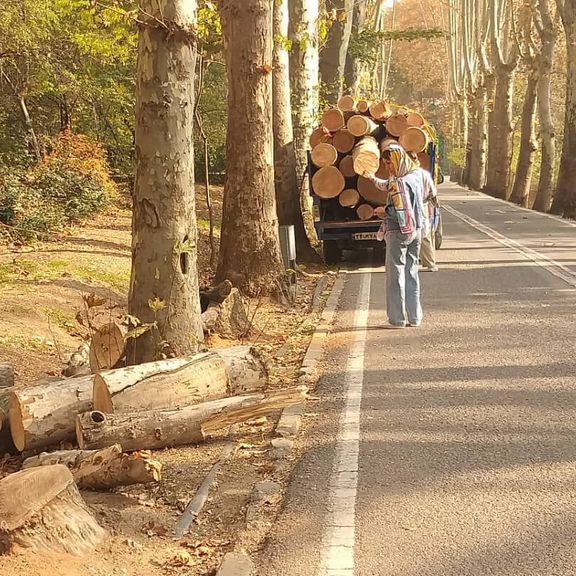 دفاع شورای شهر تهران از قطع درختان سعدآباد: درختی که ممکن است سقوط کند، قطع میشود