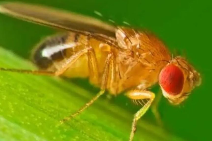 نتیجه یک تحقیق علمی: بله، «عشق چشم را کور می‌کند»