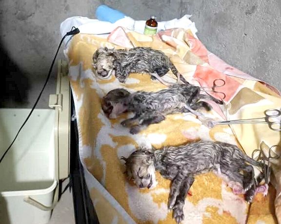 سرپرست محیط زیست سمنان: تولههای «ایران» نر هستند، در تشخیص جنسیت اشتباه شده بود