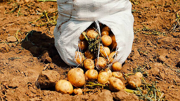 رییس انجمن تولیدکنندگان سیبزمینی: ممکن است چین در تحویل سم به ایران تقلب کرده باشد