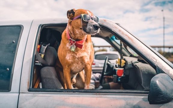 Iran's Isfahan bans dogs in parks, cars and streets in new clampdown