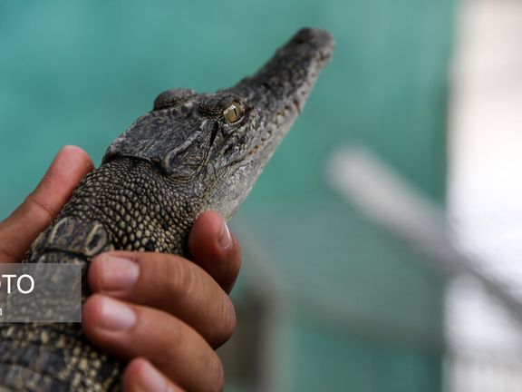 یک مقام سازمان شیلات: کشتار کروکودیلها زیر نظر سازمان محیط زیست انجام میشود