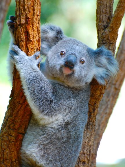 Australia's koala population has shrunk by 30% in three years