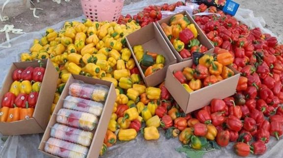 مقام وزارت کشاورزی: ادعای معدومسازی فلفلهای ایران در جمهوری آذبایجان را بررسی میکنیم