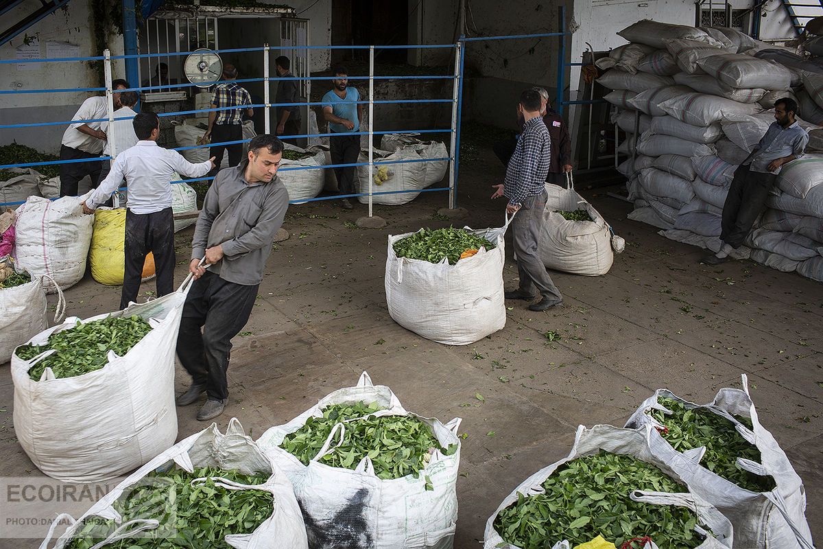 A tea processing factory in Iran   (file photo)