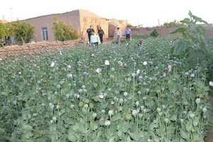 روایتهای میدانی از رونق کشت خشخاش در بسیاری از استانها حکایت دارد