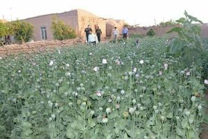 روایتهای میدانی از رونق کشت خشخاش در بسیاری از استانها حکایت دارد