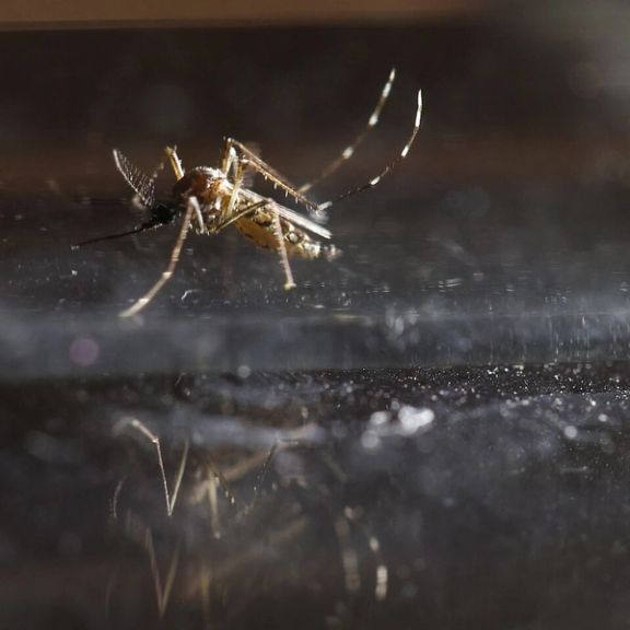 An Aedes aegypti mosquito (Reuters)