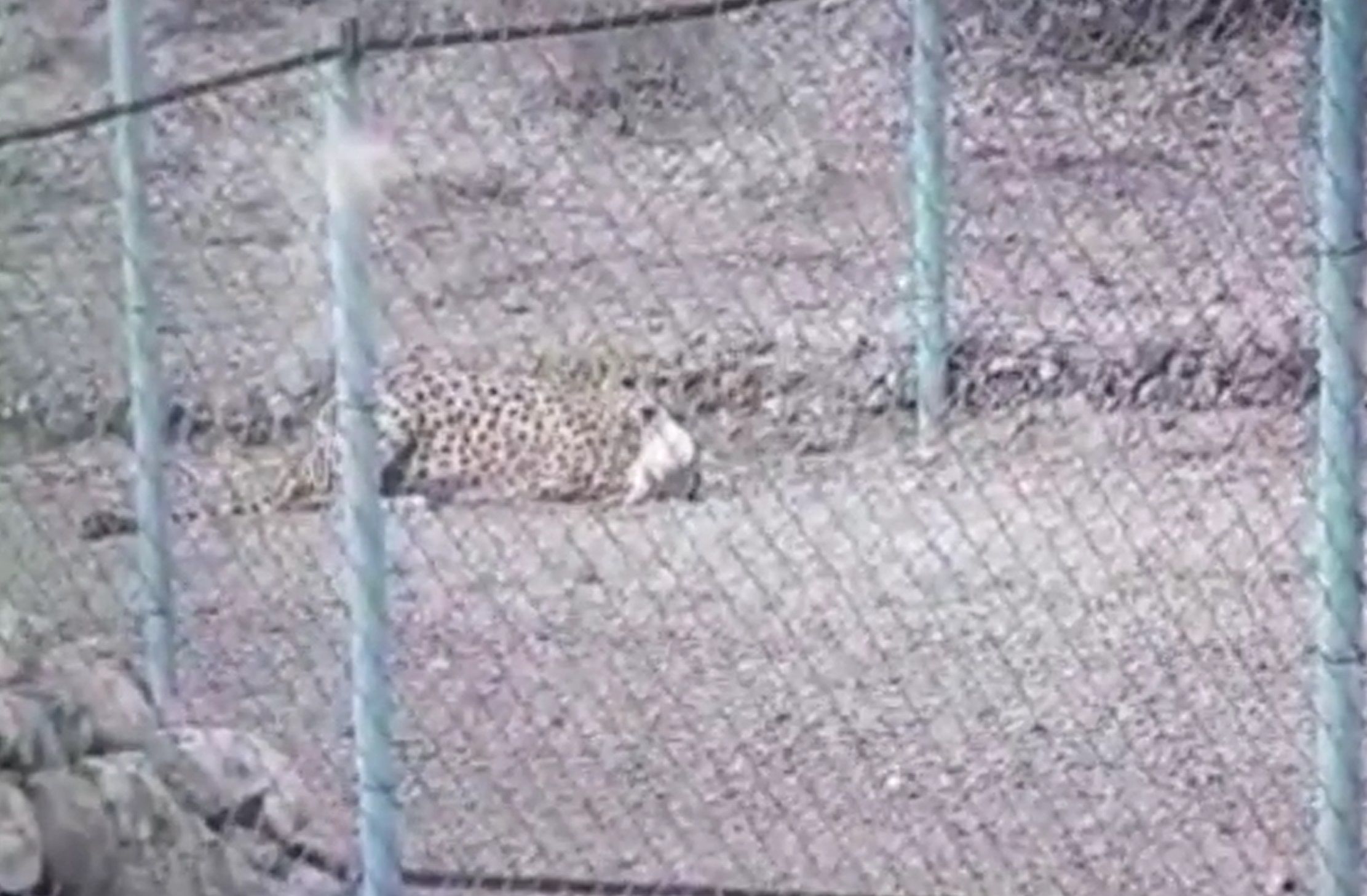 سازمان حفاظت محیط زیست ایران: وضعیت یوز مادر و توله‌هایش خوب است