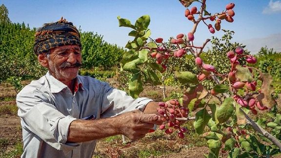 An Iranian farmer during a harvest season of pistachio