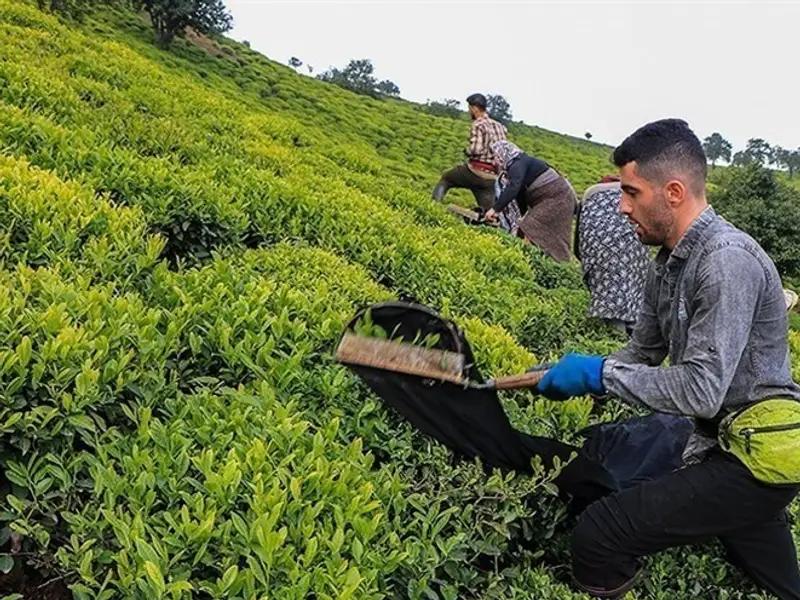 ناشط سياسي إيراني: فساد "قضية الشاي" بقيمة 3.7 مليارات دولار لا يتم دون علم المسؤولين  