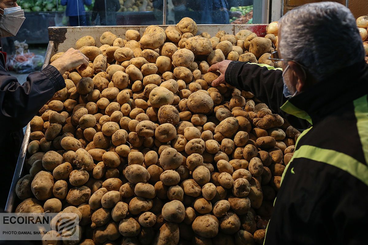 سیب‌زمینی ایرانی برای ایرانیان ۹۰ هزار تومان، برای بازار عراق و افغانستان ۱۴ هزار تومان 