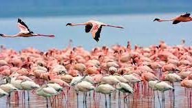 An undated photo from Miankaleh nature reserve