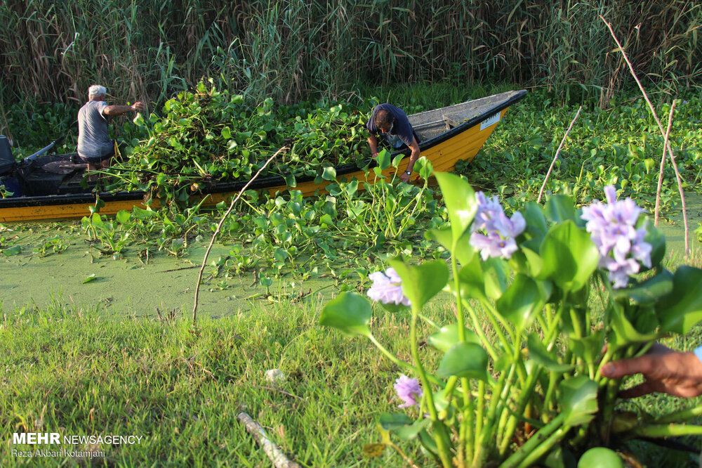 A view from Anzali Lagoon on northern Iran 