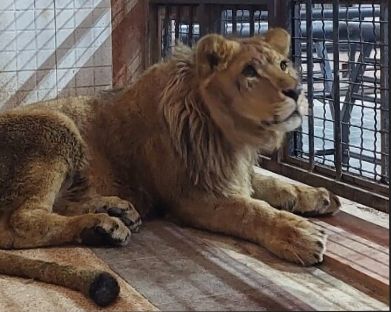 مدیر باغوحش ارم: شیر آفریقایی این باغوحش به ضایعه در ناحیه کمر دچار شده است