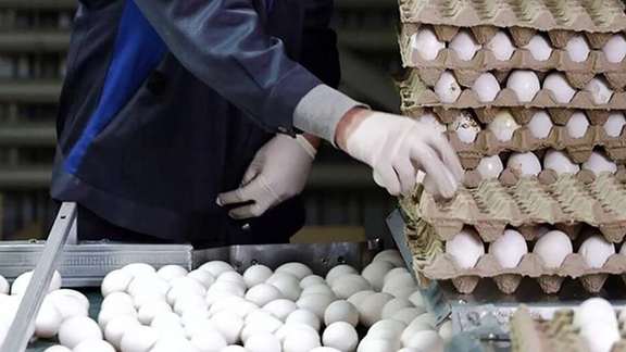 File Photo: A worker sorts fresh eggs at a factory in Iran