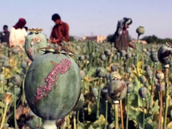 سخنگوی ستاد مبارزه با موادمخدر: درآمد کشاورزان افغانستانی بابت کشت تریاک، سه برابر شده