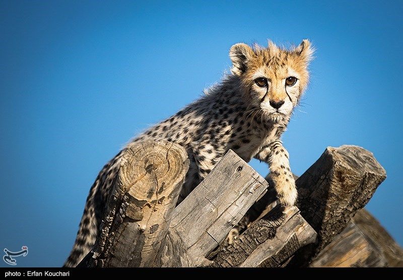 معاون سازمان محیط‌ زیست: بیشتر از چهار تا پنج سال برای نجات یوز از انقراض وقت نداریم