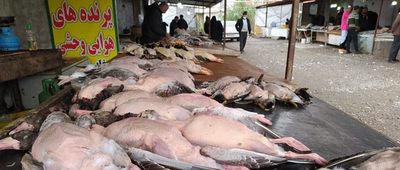فعال محیطزیست: شکارچیان طی دو روز ۶۰۰ قو را در فریدونکنار شکار کردند