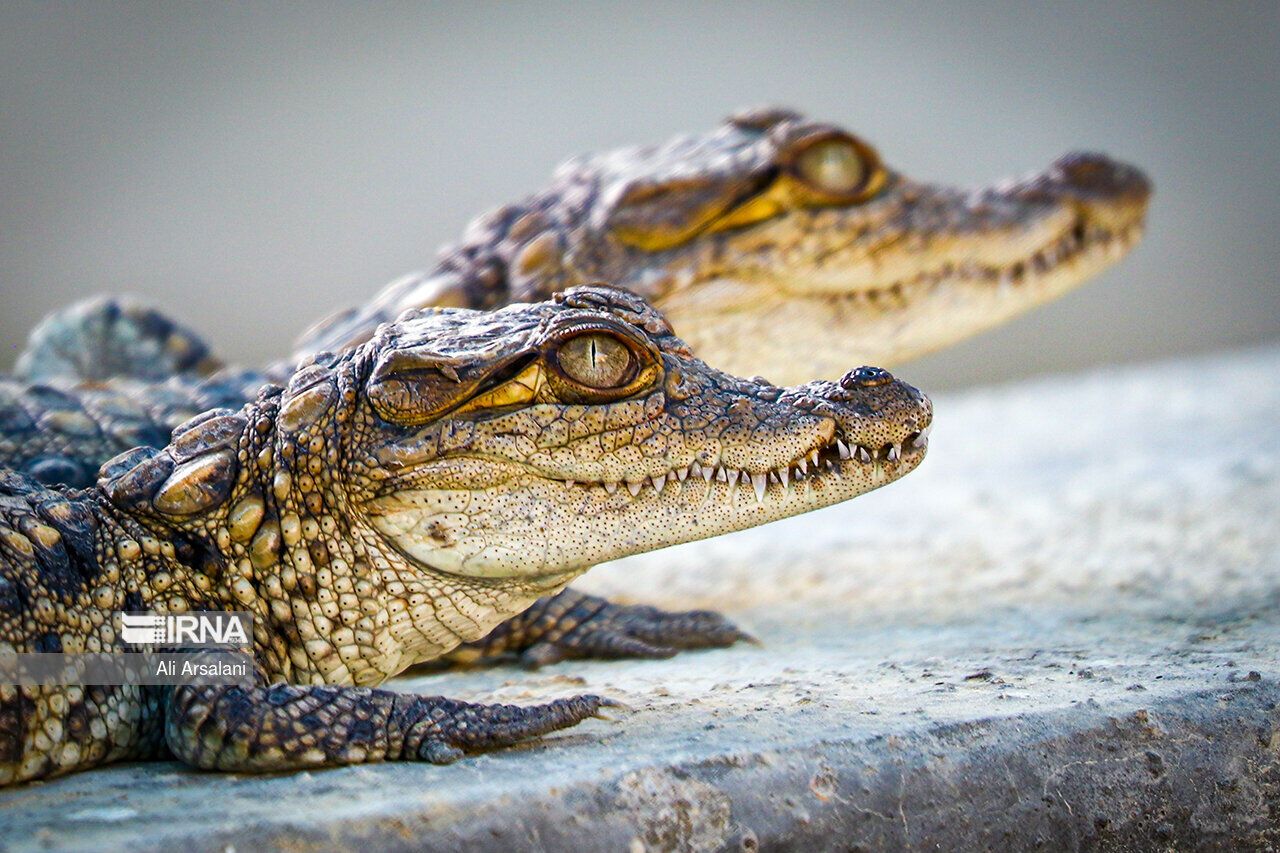 آوارگی صدها نفر پس از وقوع سیل در سیستان و بلوچستان، افزایش خطر حمله تمساح‌ها به مردم