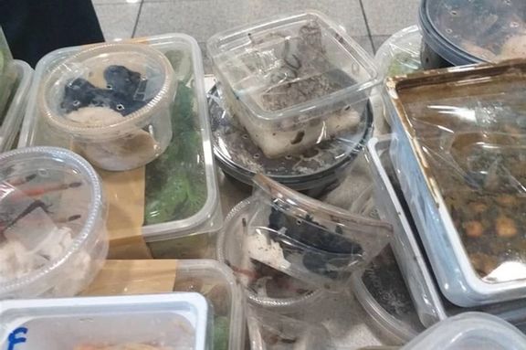 سخنگوی گمرک: ۲۰۰ مار، عقرب و رتیل در چمدان یک مسافر در فرودگاه تهران کشف شد