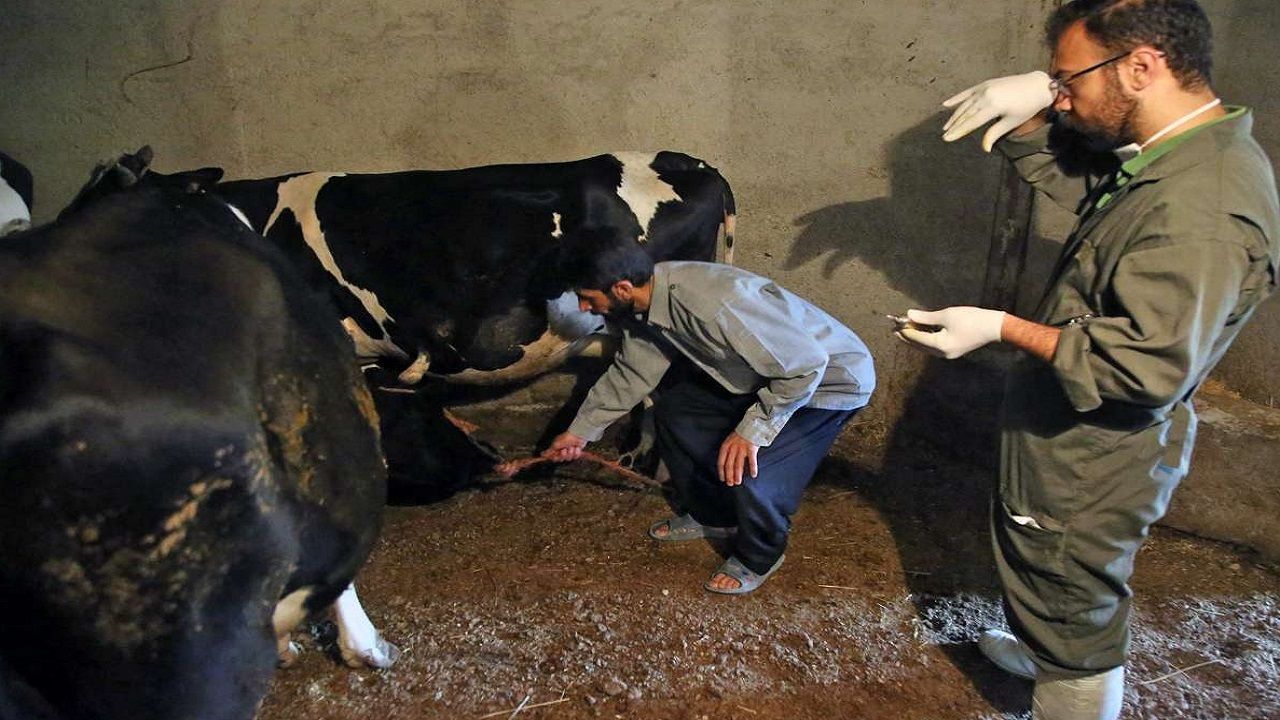 رییس انجمن صنفی گاوداران: سویه جدیدی از بیماری تب برفکی از پاکستان وارد ایران شده است