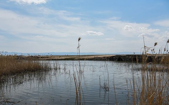 معاون محیط زیست البرز: تالاب صالحیه خشک و به یکی از کانونهای ریزگرد تبدیل شده است