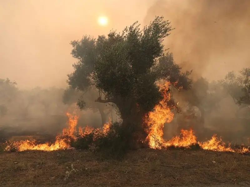 در پی آتش‌سوزی گسترده در جنگل‌های یونان، خاکستر بر سر مردم آتن می‌بارد