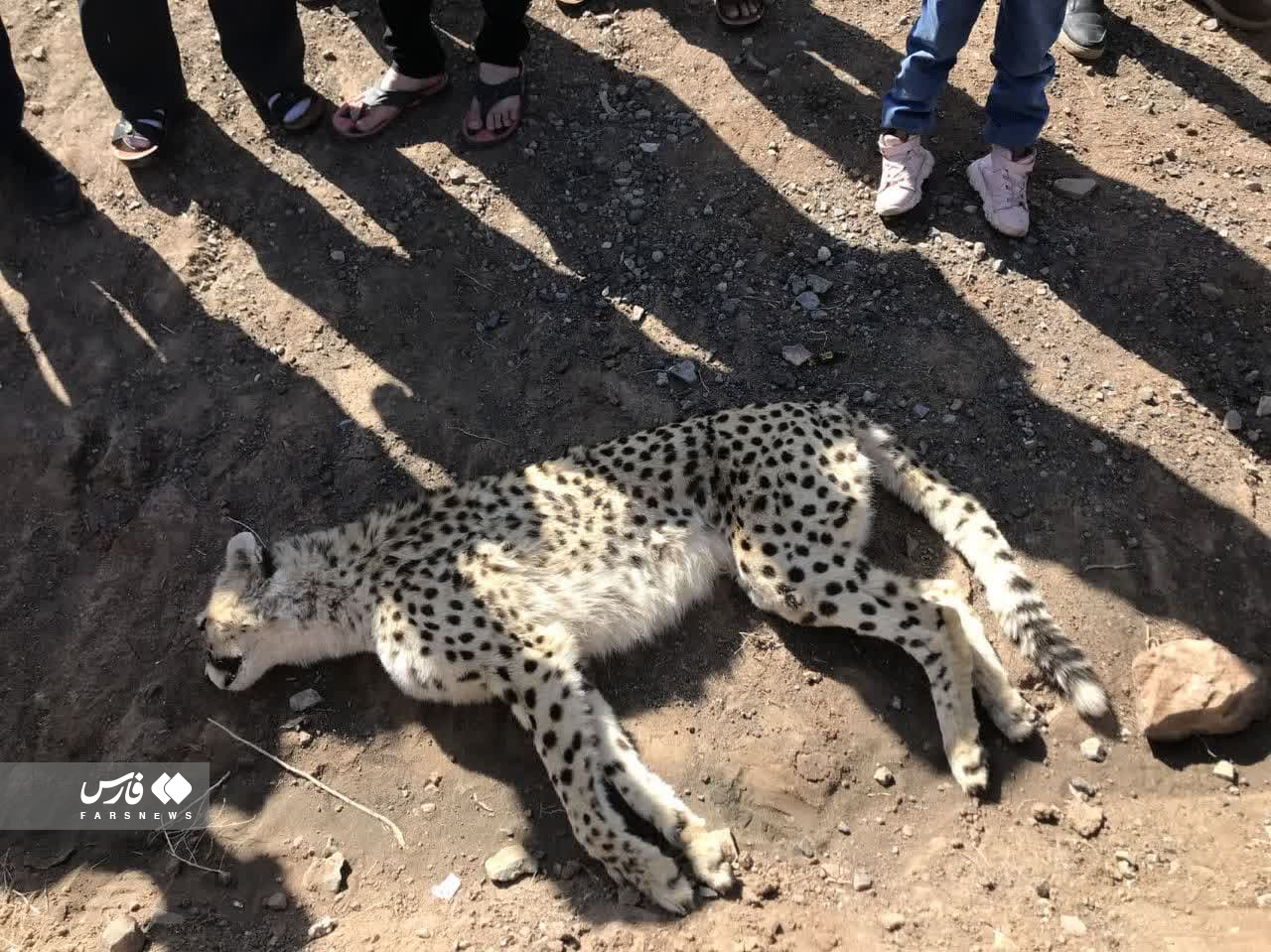 Another Rare Asiatic Cheetah Killed In Car Accident In Iran