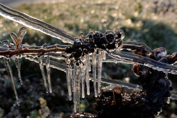 یک سوم تولید شراب فرانسه در اثر موج ناگهانی سرما از بین رفت