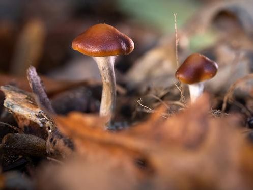 یک تحقیق در بریتانیا: «مجیک ماشروم» میتواند برای درمان افسردگی استفاده شود