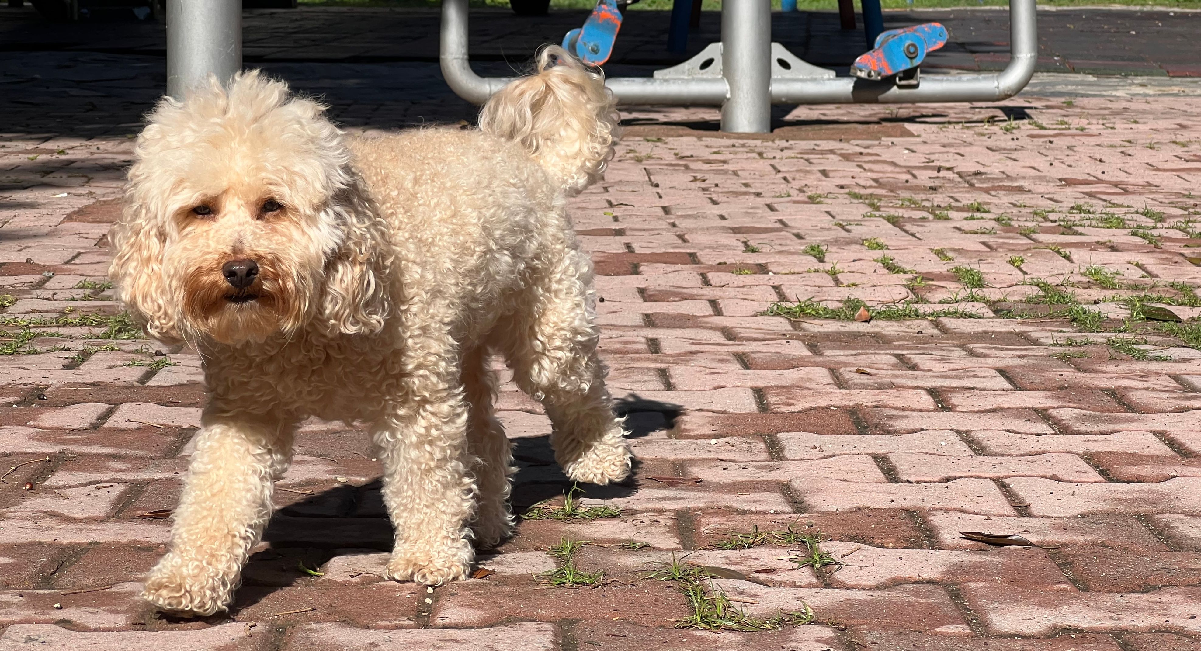 toffee-dog-Tehran-Iran 