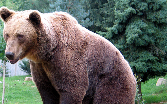 چرا زنان ترجیح میدهند در جنگل با یک خرس تنها باشند نه با یک مرد؟