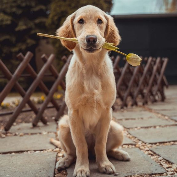 ورود دوباره حکومت به برخورد با شهروندان به دلیل داشتن سگ