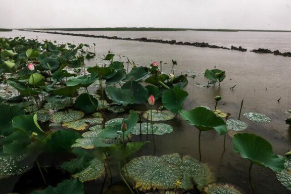 مدیرکل منابع طبیعی گیلان: سند ۸ هزار هکتار از تالاب انزلی به نام سازمان جنگلها صادر شد