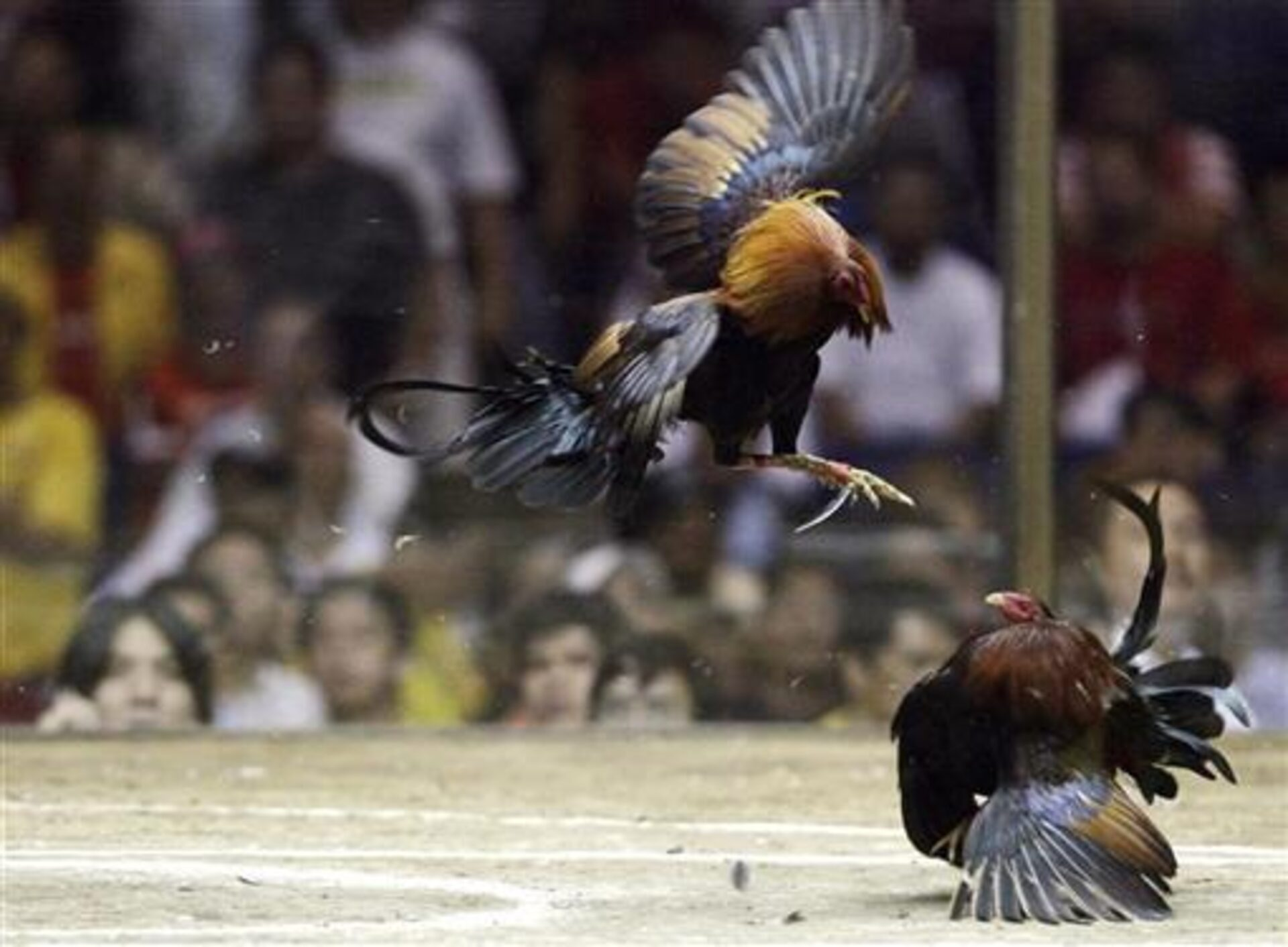 نتایج یک تحقیق: رقابت بر سر جفت‌گیری طول عمر حیوانات نر را کمتر می‌کند