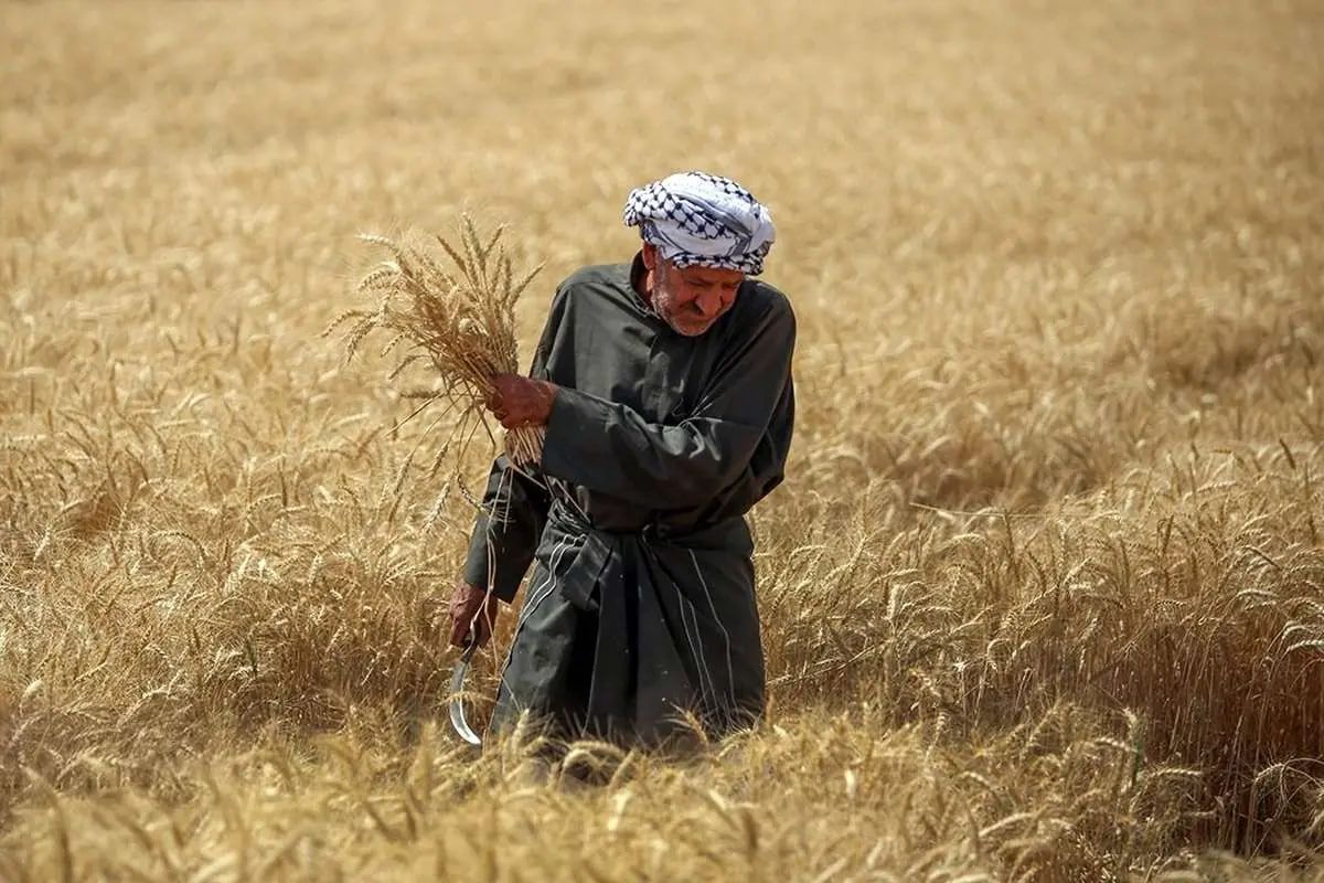 قطع مکرر برق موجب کاهش ۲۵ درصدی دسترسی کشاورزان به آب شده است