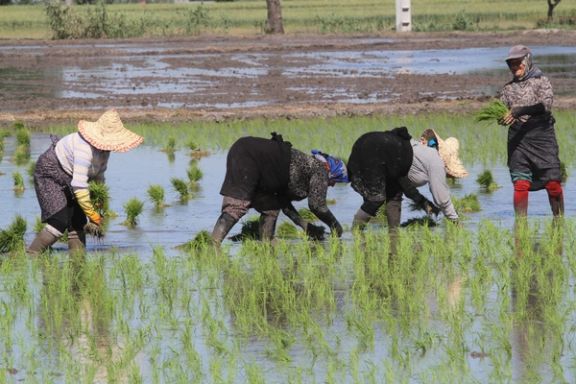 برلماني إيراني: الزراعة على حافة الانهيار والأمن الغذائي في دائرة الخطر
