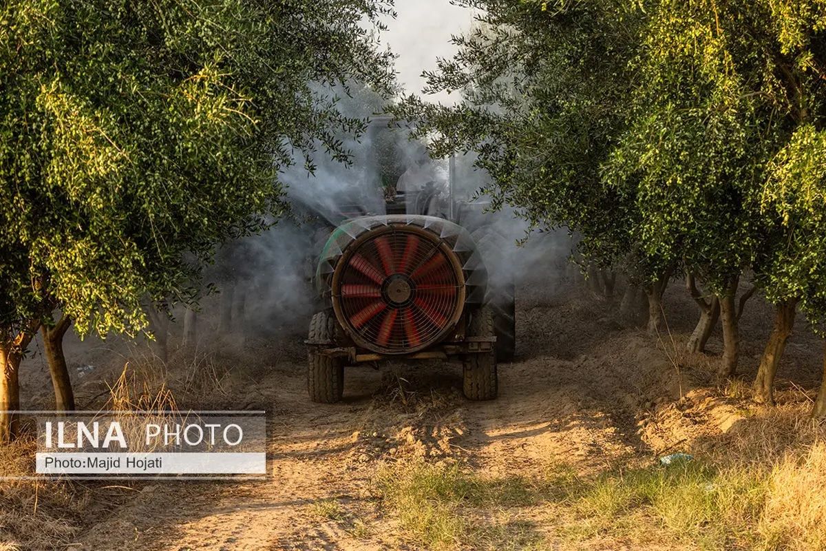  سموم کشاورزی سلامت کارگران باغ‌ها و مزارع ایران را تهدید می‌کند