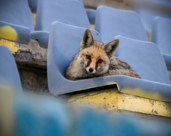 روباه تماشاچی بازی لیگ برتر فوتبال ایران