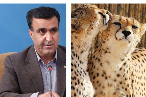 رییس سازمان محیط زیست اعلام کرد «ایران»، یوز ایرانی، باردار است