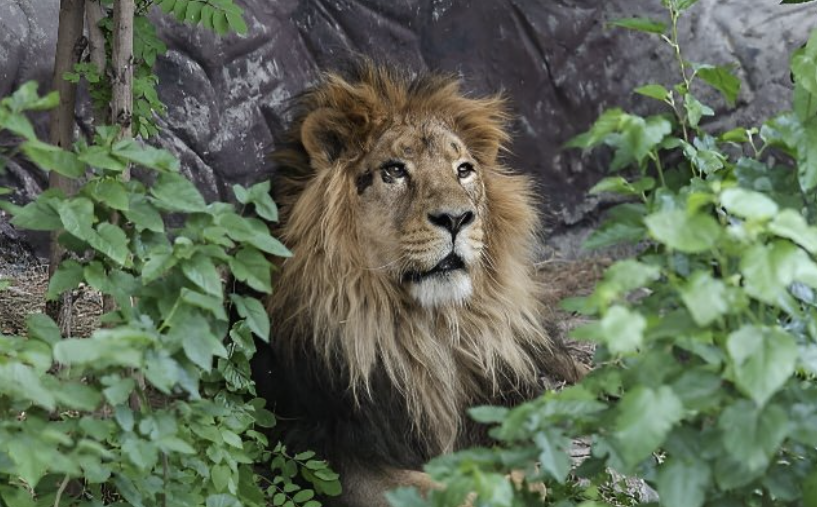 حیوانات محبوس در باغ‌وحش بدنام بوئنوس‌آیرس پس از ۵ سال آزاد شدند